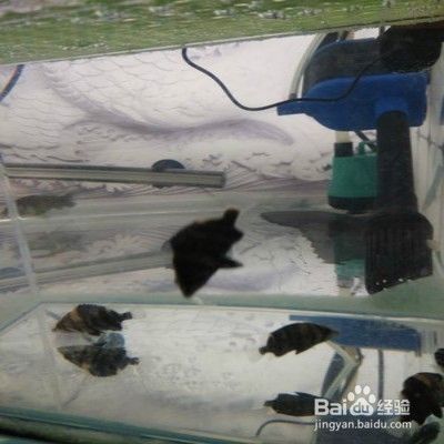 虎魚適宜的光照時間和方式，如何調節魚缸水溫，虎魚最佳飼料選擇，虎魚繁殖環境要求