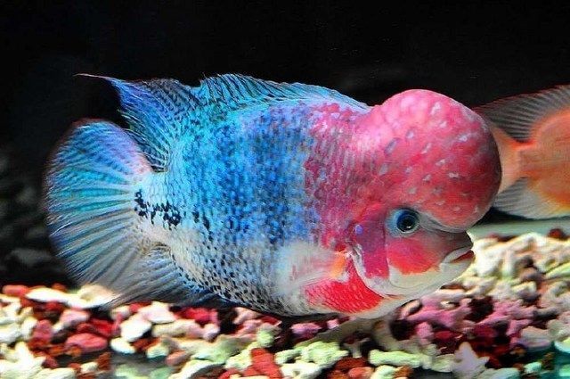 攻擊性魚類混養空間要求，混養攻擊性魚類時，空間要求不僅僅是關于魚類的大小