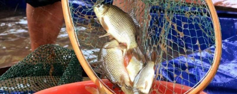 蘇虎魚飼料自制方法，自制蘇虎魚飼料配方優化方法蘇虎魚飼料配方優化方法