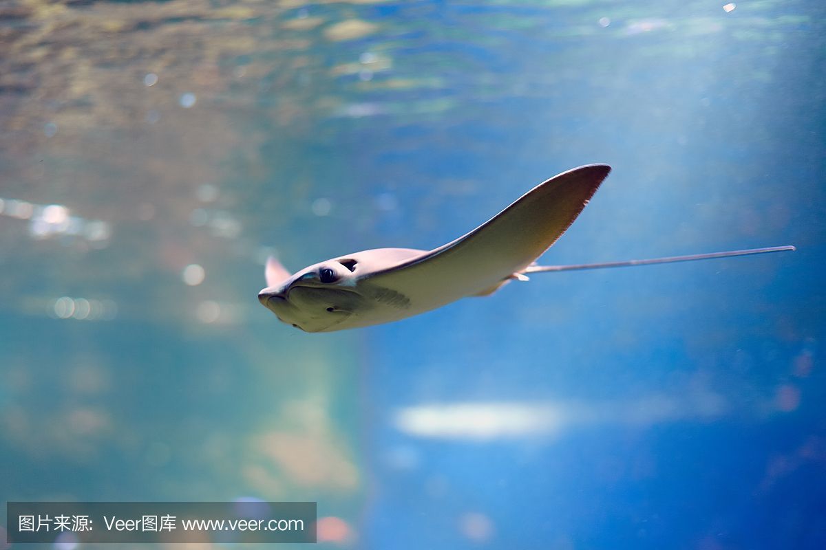 b級金龍魚觀賞魚，金龍魚觀賞魚視頻（金龍魚和紅尾金龍魚的價格不菲，過背金龍魚和紅尾金龍魚的區別）