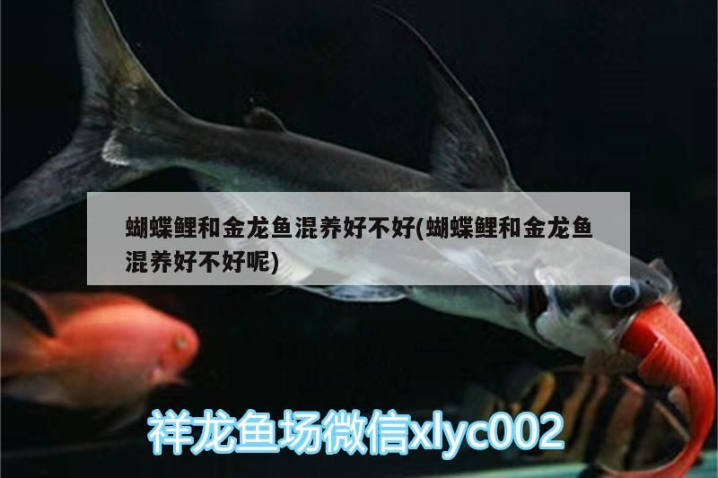 魚(yú)缸養(yǎng)殖黑魚(yú)好嗎（魚(yú)缸養(yǎng)殖黑魚(yú)好嗎圖片）