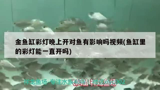 雷龍魚缸燈光一直開著行嗎，雷龍魚缸燈光一直開著可行嗎