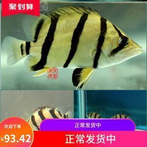 泰國虎魚繁殖前后飲食調(diào)整，泰國虎魚在繁殖前后的飲食調(diào)整策略 泰國虎魚繁殖前后飲食調(diào)整，泰國虎魚在繁殖前后的飲食調(diào)整策略 虎魚百科 第3張