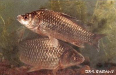 混養魚類空間需求研究，混養魚類活動空間分配策略混養魚類活動空間分配策略