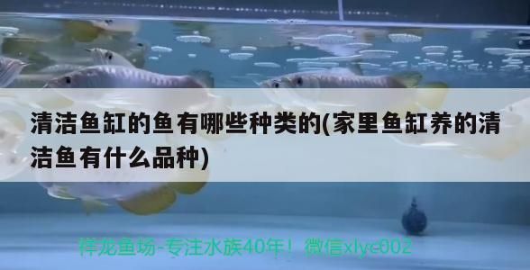 清潔魚缸的魚有哪些種類的(家里魚缸養的清潔魚有什么品種)