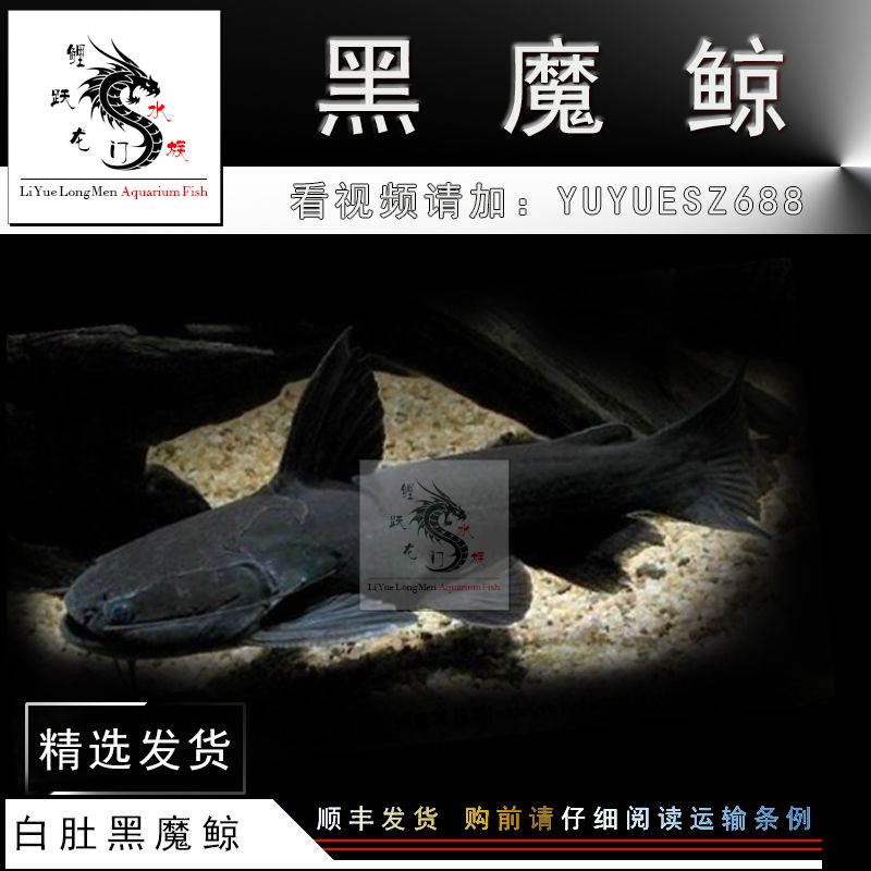 超美的藍底過背金龍