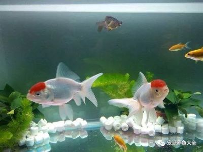 元寶鳳凰魚水溫：元寶鳳凰魚對水溫有一定的要求以下是關于元寶鳳凰魚水溫的詳細信息