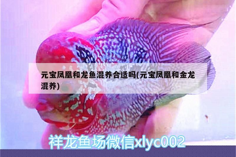 元寶鳳凰和龍魚混養合適嗎(元寶鳳凰和金龍混養)