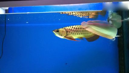 龍魚之家魚缸，龍魚之家魚缸的選擇