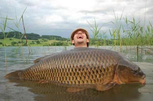 魟魚總是往水面上撲水怎么回事：魟魚往水面上撲水怎么回事