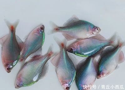 觀賞魚幾個月長大（觀賞魚生長速度的世界紀錄） 觀賞魚幾個月長大（觀賞魚生長速度的世界紀錄） 元寶鳳凰魚百科 第1張