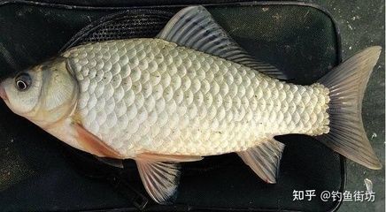 觀賞魚幾個月長大（觀賞魚生長速度的世界紀錄） 觀賞魚幾個月長大（觀賞魚生長速度的世界紀錄） 元寶鳳凰魚百科 第4張