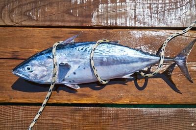 元寶鳳凰魚專用魚糧品牌推薦：元寶鳳凰魚專用魚糧品牌推薦元寶鳳凰魚專用魚糧品牌推薦