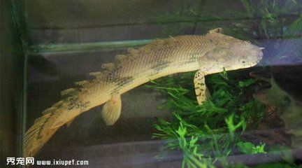 魚缸上下水口位置不對怎么調(魚缸進水口方向) 魚缸上下水口位置不對怎么調(魚缸進水口方向) 元寶鳳凰魚百科 第3張
