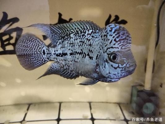 魟魚尾巴爛了一般幾天恢復(fù)：魟魚尾巴爛了后的恢復(fù)時間并不明確但可以從其他癥狀中得到參考信息