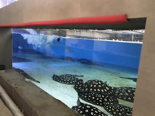 魟魚尾巴爛了一般幾天恢復(fù)：魟魚尾巴爛了后的恢復(fù)時間并不明確但可以從其他癥狀中得到參考信息