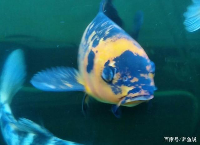 觀賞魚專用語言（關于觀賞魚的專用語言）