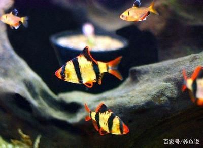 觀賞魚專用語言（關于觀賞魚的專用語言）