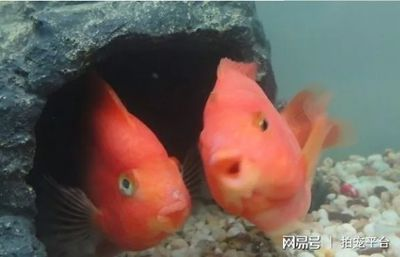 觀賞魚專用語言（關于觀賞魚的專用語言）