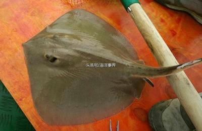 魟魚刺在哪：魟魚的刺主要分布在它們的尾巴上是有關(guān)魟魚毒刺的信息