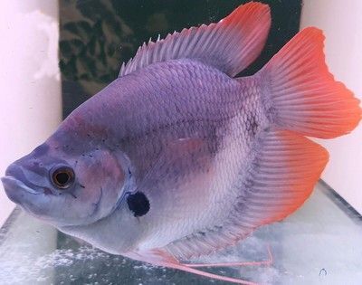 招財戰船魚混養食物選擇，招財魚與戰船魚混養水質管理