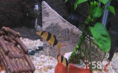 不同鯊魚種類對溫度的適應性，鯊魚在不同水溫條件下的生存策略和生理反應分析鯊魚對溫度的影響