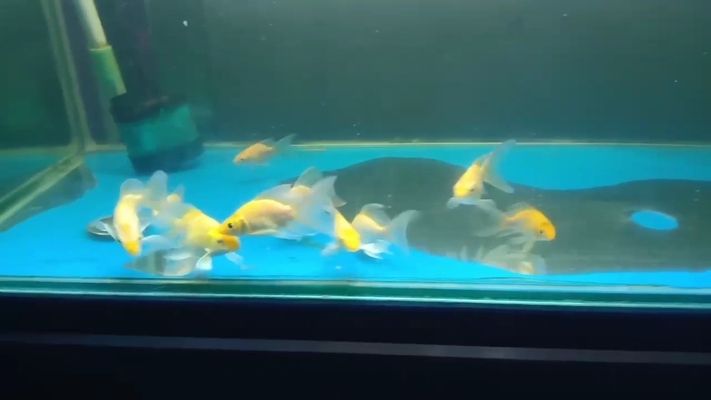 婁底哪里有賣魚缸的市場啊圖片視頻（ 婁底賣金魚的地方） 婁底哪里有賣魚缸的市場啊圖片視頻（ 婁底賣金魚的地方） 虎魚百科 第3張