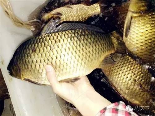魟魚浮在水面上游怎么辦：魟魚浮在水面上游怎么辦[需手動填充]魚浮在水面上游怎么辦