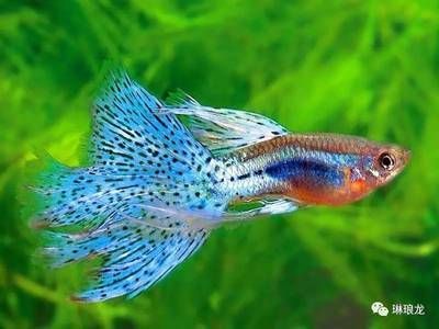魟魚白色和黑色哪個好：選擇黑白魟魚時，可以從以下幾個方面進行考慮選擇