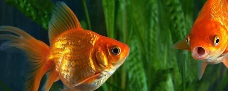 用山泉水魚缸養魚好嗎視頻：用山泉水養魚可以嗎