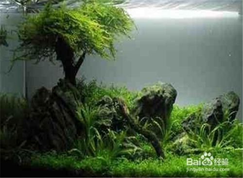 燕魚魚缸布景，燕魚適宜水草種類如何布置階梯式水草