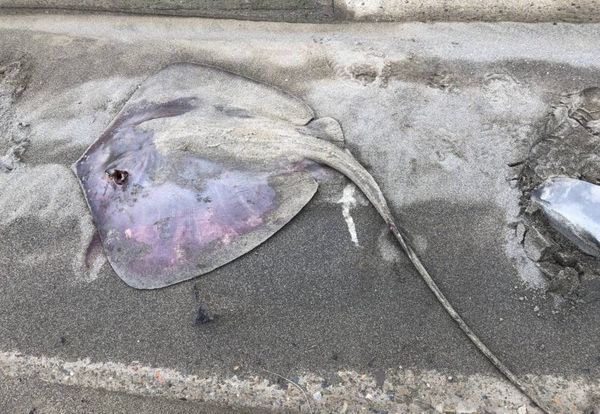 魟魚排便時冒煙是怎么回事：魟魚排便冒煙是怎么回事