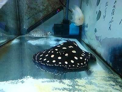 養魟魚需要注意什么：養魟魚需要注意以下幾個方面，魟魚對水質的要求極高