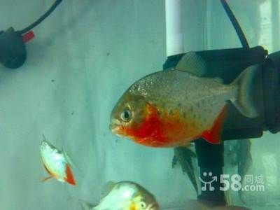 長春虎魚，長春虎魚的飼養技巧