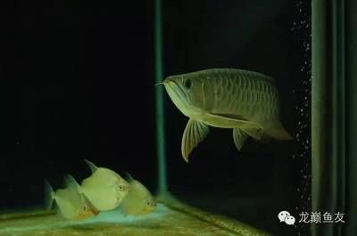 魟魚生寶寶能生幾個：關于魟魚生寶寶的數量 魟魚生寶寶能生幾個：關于魟魚生寶寶的數量 魟魚百科 第4張