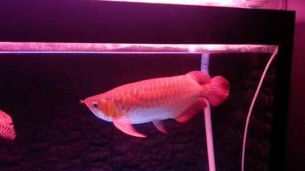 和龍魚虎魚混養的魚叫什么