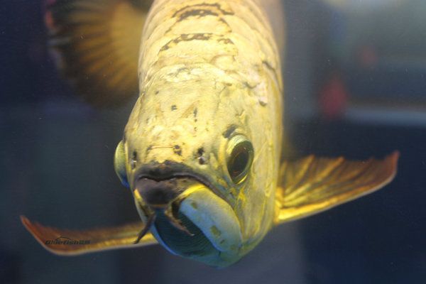 龍魚怎么養出狀態，養殖龍魚的注意事項