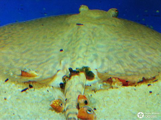 魟魚盤體邊緣往上翻：魟魚體盤邊緣往上翻可能有以下幾個原因：[需手動填充]魚體盤邊緣往上翻 魟魚盤體邊緣往上翻：魟魚體盤邊緣往上翻可能有以下幾個原因：[需手動填充]魚體盤邊緣往上翻 魟魚百科 第4張