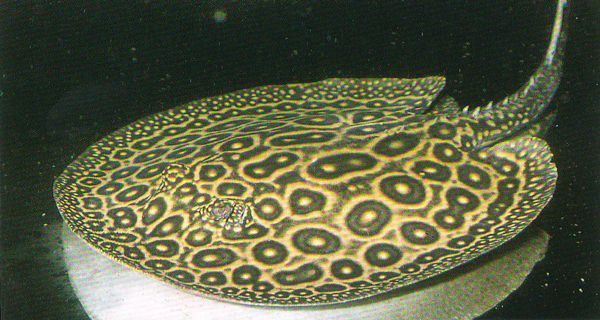 魟魚盤體邊緣往上翻：魟魚體盤邊緣往上翻可能有以下幾個原因：[需手動填充]魚體盤邊緣往上翻 魟魚盤體邊緣往上翻：魟魚體盤邊緣往上翻可能有以下幾個原因：[需手動填充]魚體盤邊緣往上翻 魟魚百科 第3張