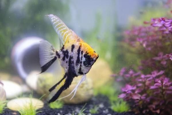 熱帶魚水溫波動(dòng)影響，水溫波動(dòng)對熱帶魚的影響