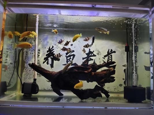 熱帶魚水溫波動(dòng)影響，水溫波動(dòng)對熱帶魚的影響