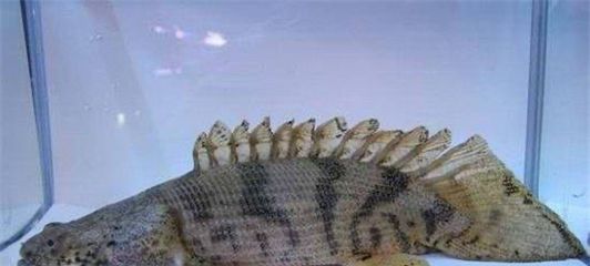 恐龍王魚市場價格走勢，恐龍王魚2024年市場價格走勢分析 恐龍王魚市場價格走勢，恐龍王魚2024年市場價格走勢分析 虎魚百科 第1張