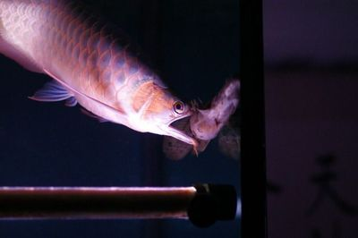 恐龍王魚市場價格走勢，恐龍王魚2024年市場價格走勢分析 恐龍王魚市場價格走勢，恐龍王魚2024年市場價格走勢分析 虎魚百科 第4張