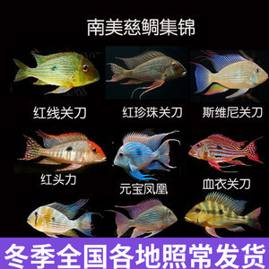 紅龍魚壽命能活多少年啊(觀賞魚紅龍能活多少年?)