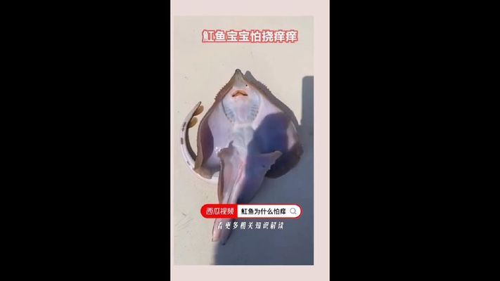 魟魚為什么怕癢科普：魟魚為什么怕癢 魟魚為什么怕癢科普：魟魚為什么怕癢 魟魚百科 第1張