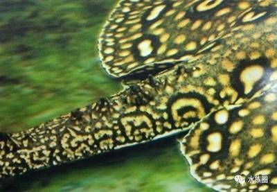 魟魚有沒有毒：水魚有毒嗎？