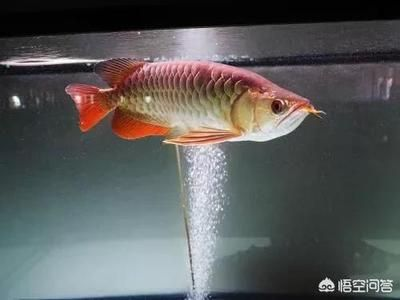 龍魚魚缸選擇什么水草，龍魚魚缸水草養護技巧 龍魚魚缸選擇什么水草，龍魚魚缸水草養護技巧 虎魚百科 第4張