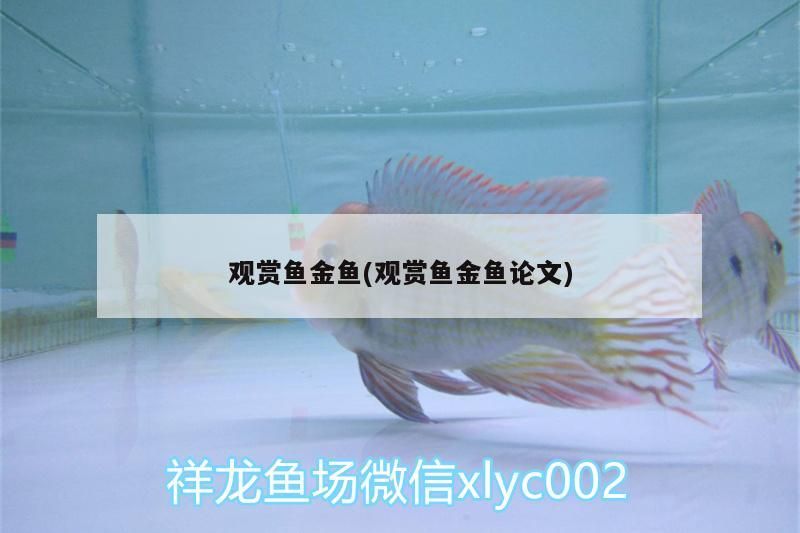 魚缸怎么運(yùn)回家（魚缸怎么帶回家）