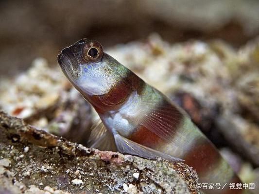 泰國虎魚繁殖技術提升方法，提高泰國虎魚繁殖技術的方法 泰國虎魚繁殖技術提升方法，提高泰國虎魚繁殖技術的方法 虎魚百科 第2張