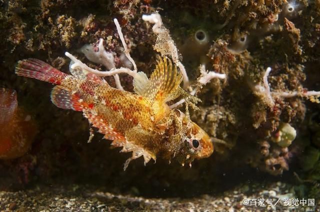 泰國虎魚繁殖技術提升方法，提高泰國虎魚繁殖技術的方法 泰國虎魚繁殖技術提升方法，提高泰國虎魚繁殖技術的方法 虎魚百科 第4張